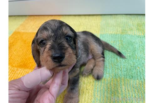 成約済の千葉県のカニンヘンダックスフンド(ワイヤーヘアード)-140647の8枚目